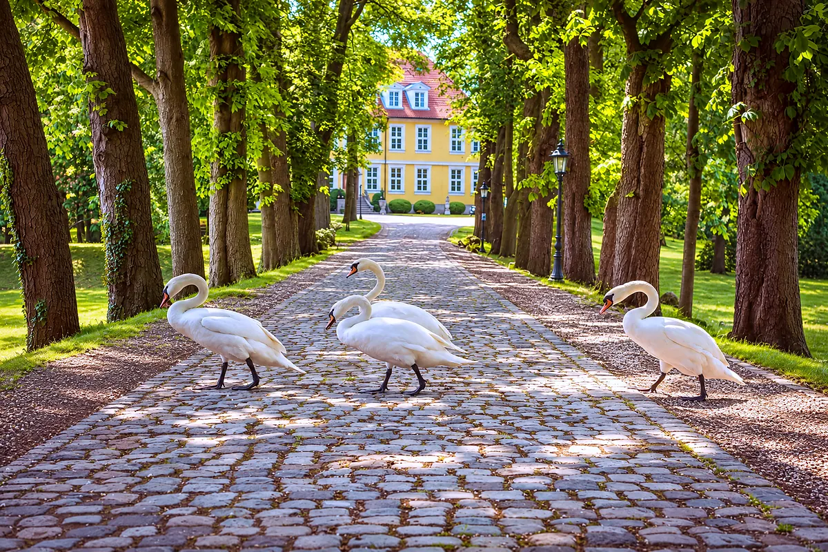 Drei Schwäne stehen auf der Allee