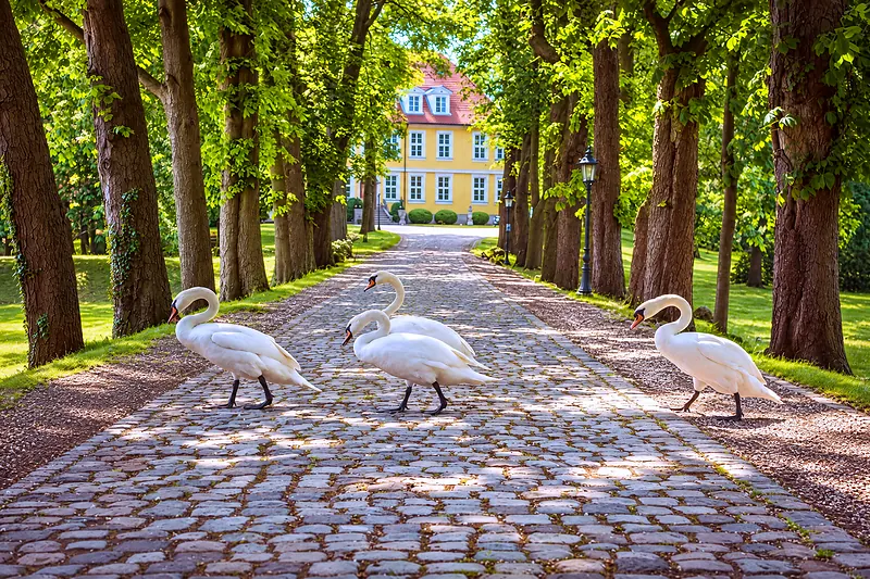 Drei Schwäne stehen auf der Allee