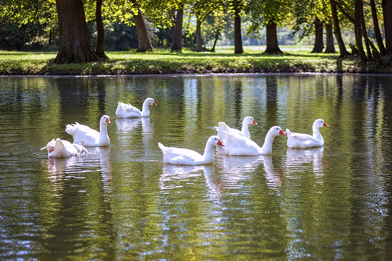 Die Gänse auf dem Teich