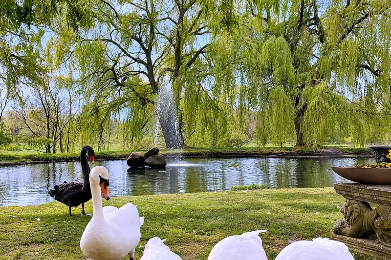 Ein schwarzer und ein weißer Schwan am Ufer