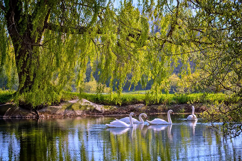 Vier weiße Schwäne auf dem Teich