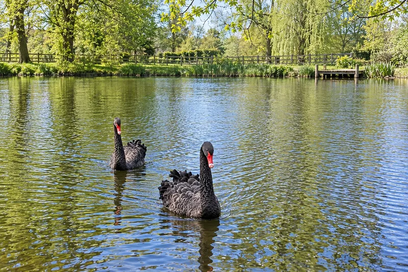 Zwei schwarze Schwäne auf dem Teich