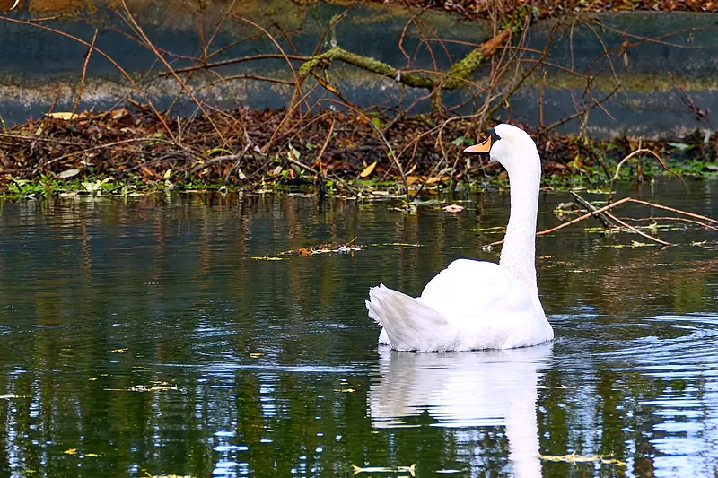 Ein weißer Schwan auf dem Teich